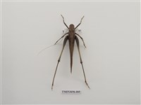 藏品(直翅目(4))的圖片